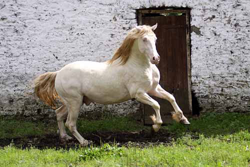 Sire of Camelot,   David's  Uther Pendragon , Perlino, 14..3hh by Brynbedw Chariot out of  Corscaron Gwawr
